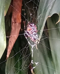 Verrucosa
