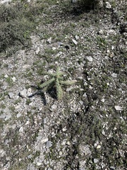 Cylindropuntieae