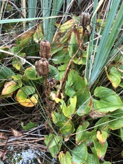 Fritillaria camschatcensis