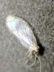 Hemerobiidae