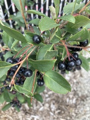 Aronia