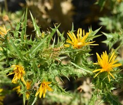 Scolymus hispanicus