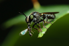 Cerotainia