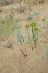 Euphorbia seguieriana