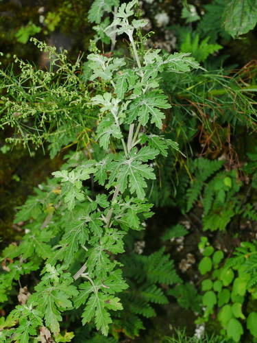 Image of Chrysanthemum Arisanense (Chrysanthemum arisanense) by (c) Jacy Chen, some rights reserved (CC BY)