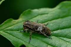 Mesosa nebulosa