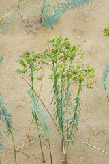 Euphorbia seguieriana