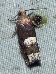 Eucosma parmatana