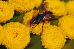 Eriothrix rufomaculata