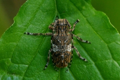 Mesosa nebulosa