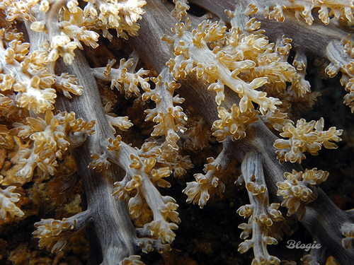 Actinodendron arboreum (Quoy & Gaimard, 1833)