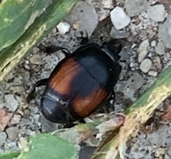 Hister sarcinatus