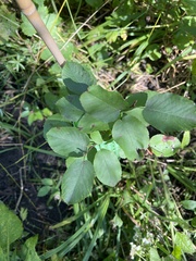 Amelanchier arborea