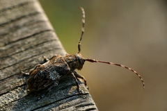 Mesosa nebulosa