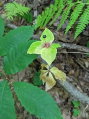 Medeola virginiana