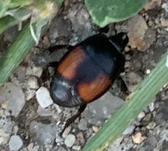 Hister sarcinatus