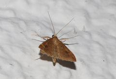 Udea ferrugalis