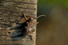 Mesosa nebulosa
