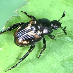Strigoderma pygmaea