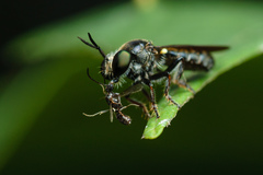 Cerotainia
