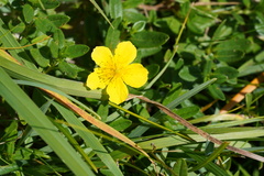 Helianthemum