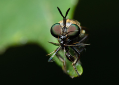 Cerotainia