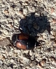 Hister sarcinatus