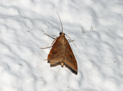 Udea ferrugalis