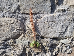 Umbilicus rupestris