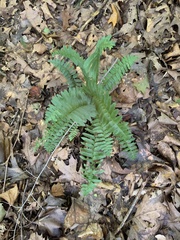 Polystichum acrostichoides
