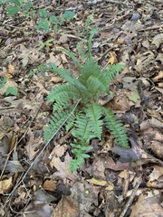 Polystichum acrostichoides