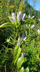 Gentiana andrewsii