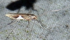 Caloptilia stigmatella