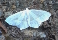 Campaea margaritaria