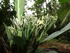 Gaertnera monstruosa