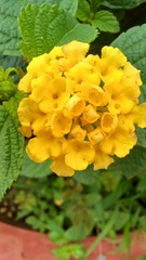 Lantana camara