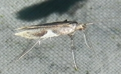 Caloptilia stigmatella