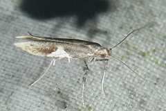 Caloptilia stigmatella