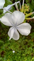 Plumbago