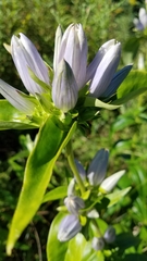 Gentiana andrewsii