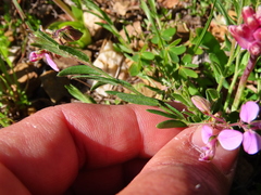 Polygala affinis