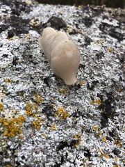 Ariolimax columbianus