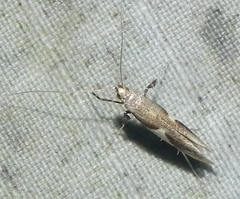 Caloptilia stigmatella