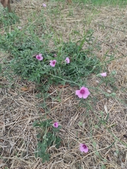 Althaea cannabina