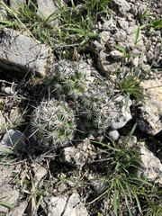 Neolloydia conoidea