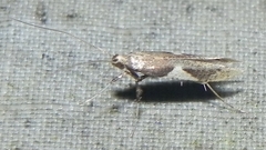 Caloptilia stigmatella