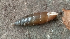 Stigmatica stigmatica