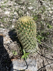 Coryphantha erecta