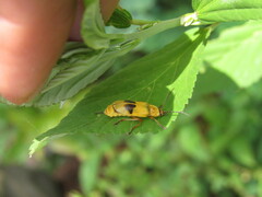 Chauliognathus flavipes