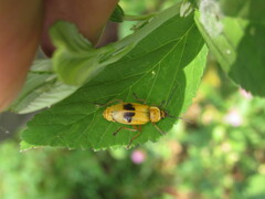 Chauliognathus flavipes